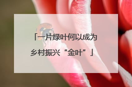 一片绿叶何以成为乡村振兴“金叶”