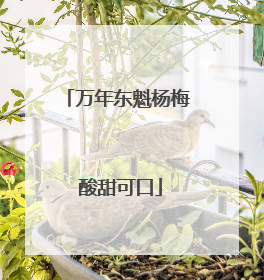 万年东魁杨梅 酸甜可口