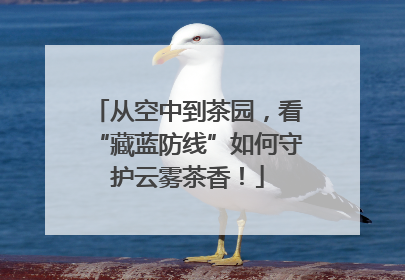 从空中到茶园，看“藏蓝防线”如何守护云雾茶香！