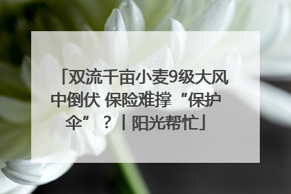 双流千亩小麦9级大风中倒伏 保险难撑“保护伞”？丨阳光帮忙
