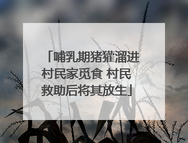 哺乳期猪獾溜进村民家觅食 村民救助后将其放生