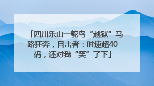 四川乐山一鸵鸟“越狱”马路狂奔，目击者：时速超40码，还对我“笑”了下