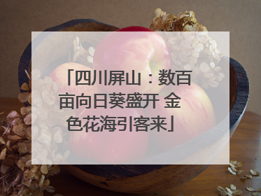 四川屏山：数百亩向日葵盛开 金色花海引客来