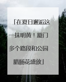在夏日邂逅这一抹明黄！厦门多个路段和公园腊肠花盛放