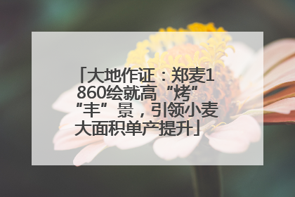 大地作证：郑麦1860绘就高“烤”“丰”景，引领小麦大面积单产提升