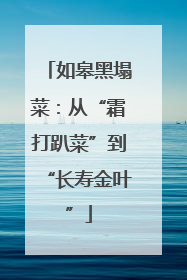 如皋黑塌菜：从“霜打趴菜”到“长寿金叶”
