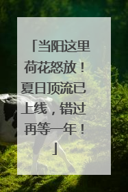 当阳这里荷花怒放！夏日顶流已上线，错过再等一年！