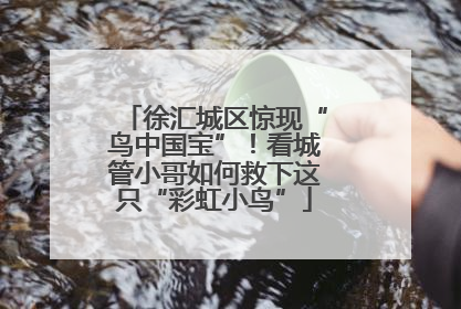 徐汇城区惊现“鸟中国宝”！看城管小哥如何救下这只“彩虹小鸟”