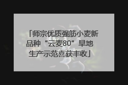 师宗优质强筋小麦新品种“云麦80”旱地生产示范喜获丰收