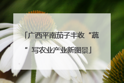 广西平南茄子丰收“蔬”写农业产业新图景