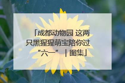 成都动物园 这两只黑猩猩萌宝陪你过“六一”｜图集