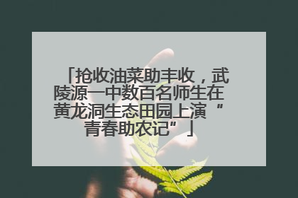 抢收油菜助丰收，武陵源一中数百名师生在黄龙洞生态田园上演“青春助农记”