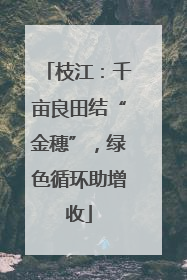 枝江：千亩良田结“金穗”，绿色循环助增收