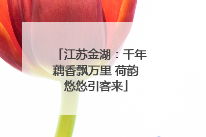 江苏金湖：千年藕香飘万里 荷韵悠悠引客来