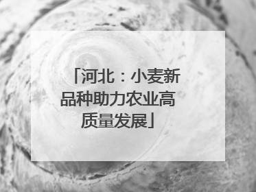 河北：小麦新品种助力农业高质量发展