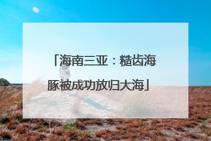 海南三亚：糙齿海豚被成功放归大海