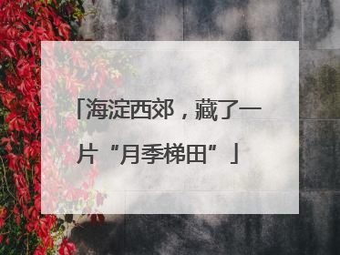 海淀西郊，藏了一片“月季梯田”