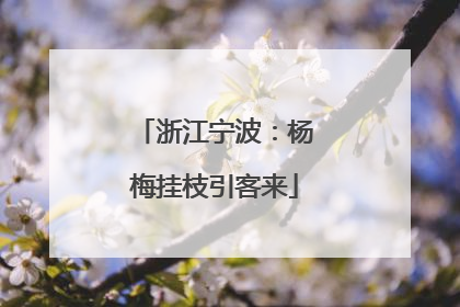 浙江宁波：杨梅挂枝引客来