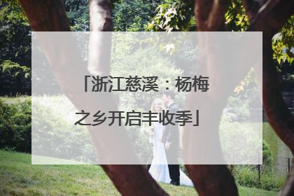 浙江慈溪：杨梅之乡开启丰收季