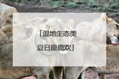 湿地生态美 夏日麋鹿欢