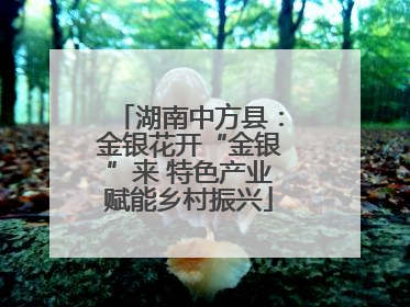 湖南中方县：金银花开“金银”来 特色产业赋能乡村振兴
