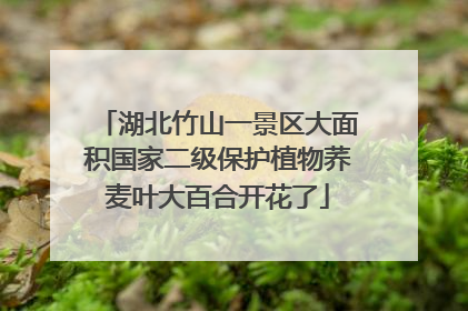 湖北竹山一景区大面积国家二级保护植物荞麦叶大百合开花了