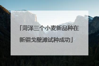 菏泽三个小麦新品种在新疆戈壁滩试种成功
