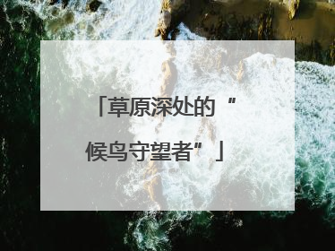 草原深处的“候鸟守望者”