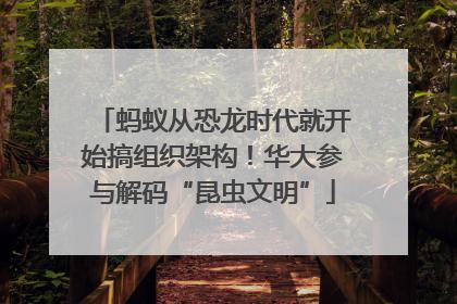 蚂蚁从恐龙时代就开始搞组织架构！华大参与解码“昆虫文明”