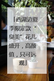 西湖边夏季限定款“臭美”花儿盛开，高颜值，只可远观