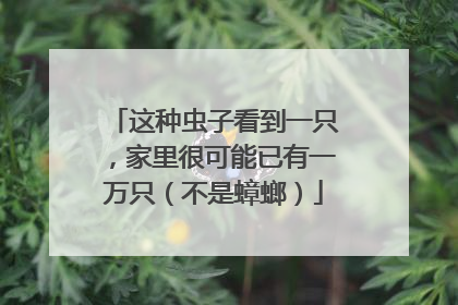 这种虫子看到一只，家里很可能已有一万只（不是蟑螂）