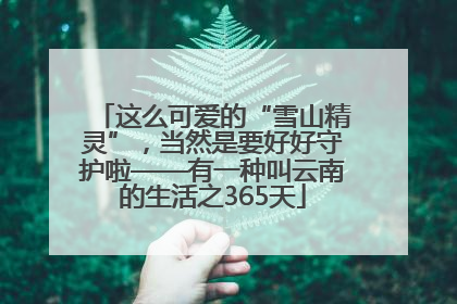 这么可爱的“雪山精灵”，当然是要好好守护啦——有一种叫云南的生活之365天