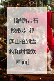 蹭蹭岩石散散步 祁连山拍到雪豹和豺撒欢画面