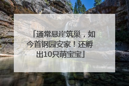 通常悬崖筑巢，如今首钢园安家！还孵出10只萌宝宝