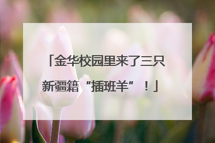 金华校园里来了三只新疆籍“插班羊”！