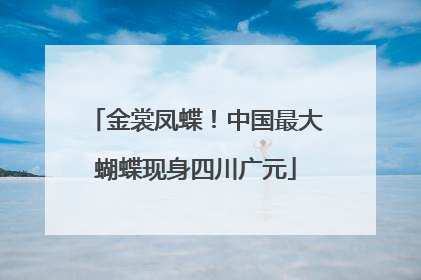 金裳凤蝶！中国最大蝴蝶现身四川广元