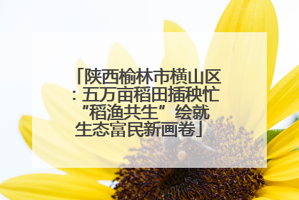 陕西榆林市横山区：五万亩稻田插秧忙 “稻渔共生”绘就生态富民新画卷