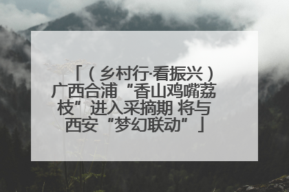 （乡村行·看振兴）广西合浦“香山鸡嘴荔枝”进入采摘期 将与西安“梦幻联动”