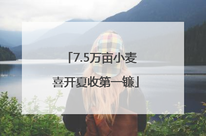 7.5万亩小麦喜开夏收第一镰